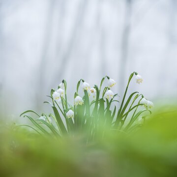 Spring snowflake (Leucojum vernum) blooming in a misty forest, detail, background blur, bokeh, near Jena, Thuringia, Germany
