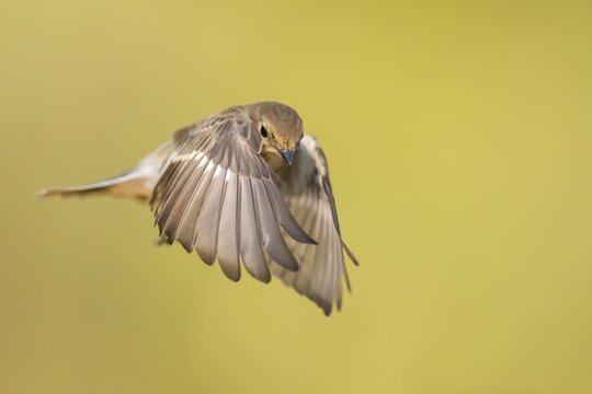 European Pied Flycatcher (Ficedula hypoleuca) in flight at a water pool, Pinos, Solsona, Catalonia, Spain