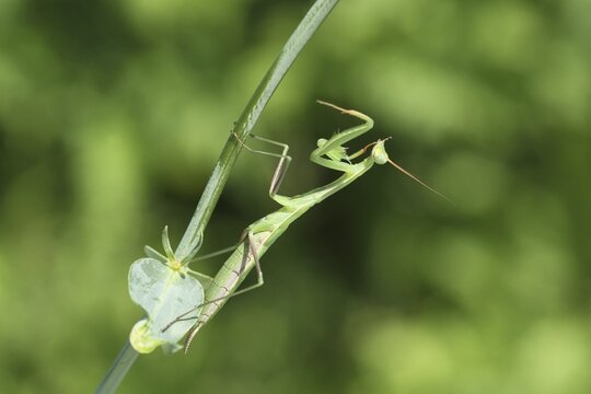 European mantis (Mantis religiosa) lurking, Hungary, Europe, Hungary