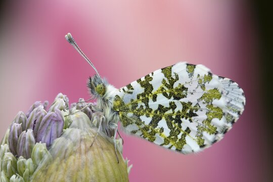 Orange tip butterfly (Anthocharis cardamines) adult insect resting on a garden Allium flower bud in spring, England, United Kingdom
