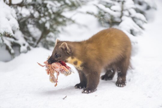 European pine marten (Martes martes) with a chick in his mouth standing in the snow in winter, National Park Bavarian Forest, Bavaria, Germany