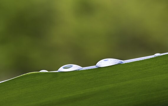 Dewdrops on a green leaf, meadow, macro shot, Austria