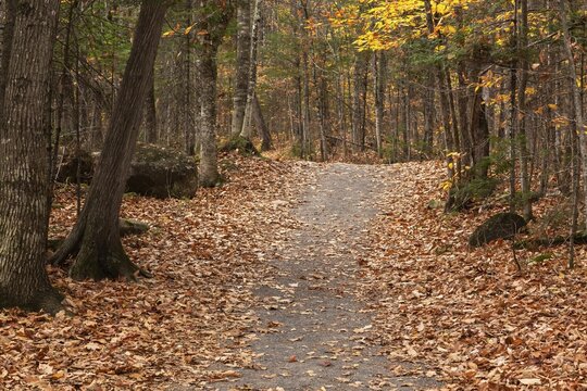 Compacted dirt hiking trail through forest of mixed deciduous and evergreen trees in autumn, Quebec, Canada