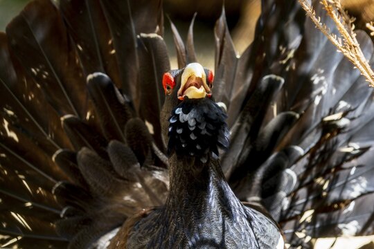 Bird with spread wings and red crest in a forest-like environment, capercaillie, cock (Tetrao urogallus), France