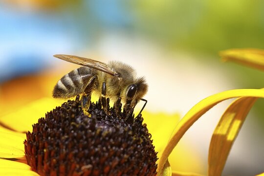 European honey bee (Apis mellifera), collecting nectar from a flower of yellow coneflower (Echinacea paradoxa), macro photo, Wilnsdorf, North Rhine-Westphalia, Germany