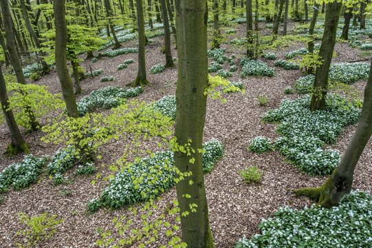 Wild garlic blossom (Allium ursinum) on the forest floor in a beech forest (Fagus sylvatica) in the Teutoburg Forest under soft light. Photo taken from an elevated location, Ahornweg, Terra Vita nature park Park, Teutoburg Forest, Lower Saxony, Germany
