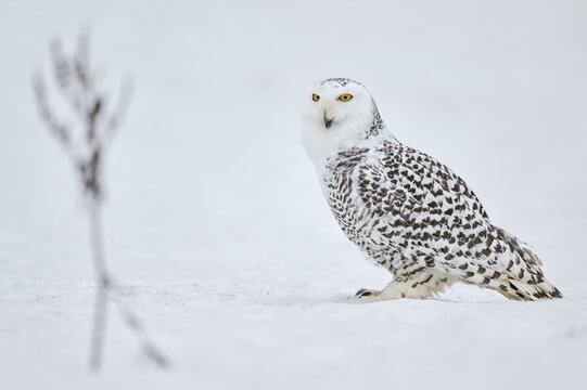 Snowy owl in the snow (Bubo scandiacus) captive, Czech Republic