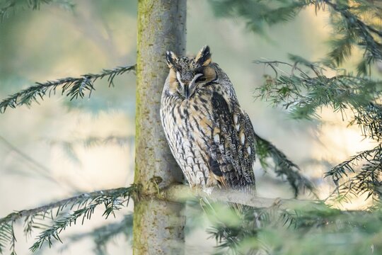 Long-eared owl (Asio otus) sitting on a branch in winter, National Park Bavarian Forest, Bavaria, Germany