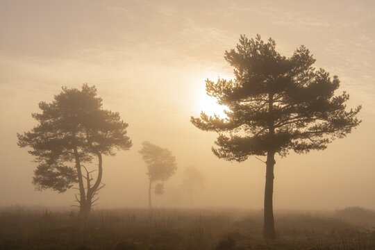 Pine (Pinaceae) in the moor with fog, nature reserve, Vernner Moor, Neuenkirchen-V&ouml;rden, Lower Saxony, Germany