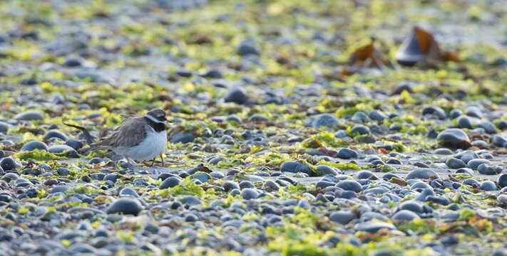 A sandplover (Charadrius hiaticula) with very young chicks under its wing, of which only the long legs can be seen, stands between stones and algae on a rocky beach, coastline at low tide, huder, huders, protection, behavior, coast, coastal bird, water, shore, North Sea, late light of the evening sun, island of dune, Heligoland, district of Pinnings Berg, Schleswig-Holstein, Germany