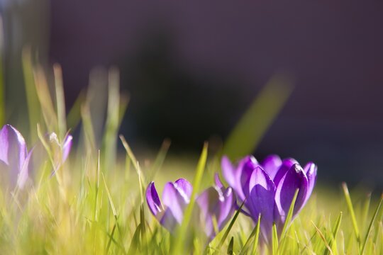 Crocuses, plant genus, iris family, Moormerland, Germany