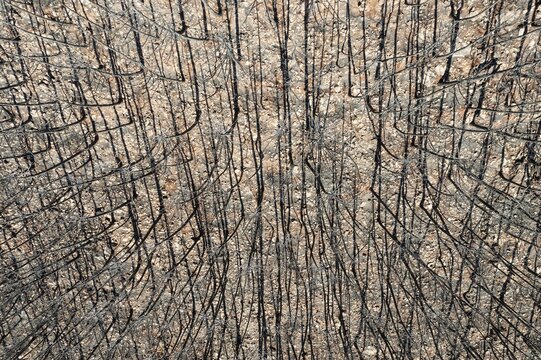 Burned Stone or Umbrella Pines (Pinus pinea) after a forest fire, aerial view, drone shot, Sierra Bermeja, M&aacute;laga Province, Andalusia, Spain