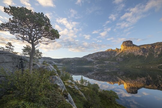 Morning dream over the quiet Steigtindvatnet near Bod&oslash;. Pine and reflection of Mount Steigtinden in the lake