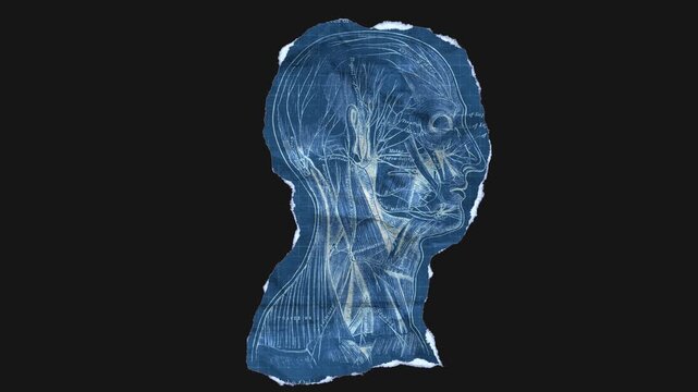 A drag and drop vintage anatomical themed blueprint that animates into place from torn paper.
