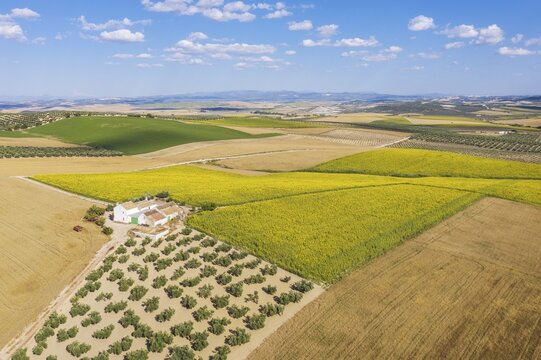 Cultivations of olive trees (Olea europaea), sunflowers (Helianthus annuus) and cornfields, aerial view, drone shot, Campi&ntilde;a Cordobesa, C&oacute;rdoba province, Andalusia, Spain