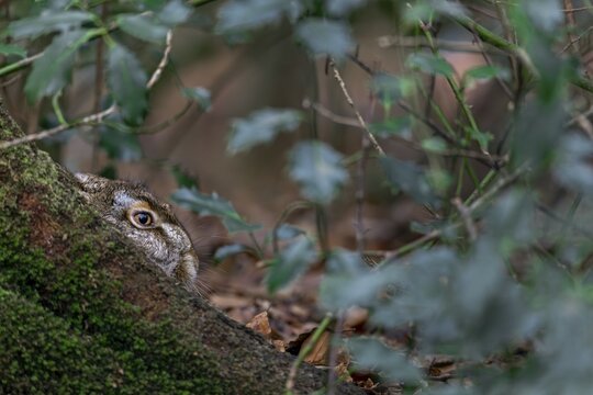 European hare (Lepus europaeus) in the mug at the root of a copper beech, camouflage, protection, Germany