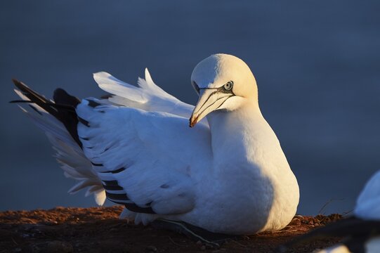 Northern gannet (Morus bassanus) lying on the cliff at sunset with the sea in the background, wildlife, Helgoland, Germany