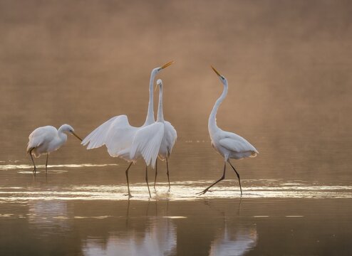 Great egrets (Ardea alba) stand in the warm orange morning light in the shallow water zone of a lake and quarrel, squabbles of fog over the water, Lower Saxony, Germany