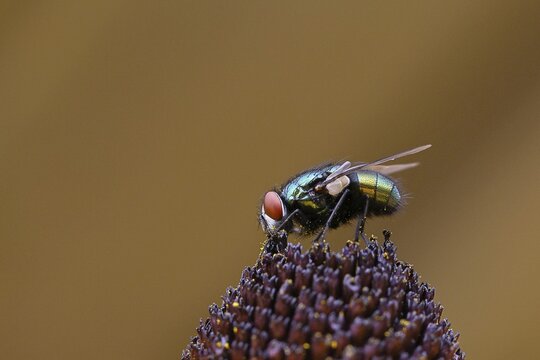 Golden fly (Lucilia caesar) on a flower of the yellow coneflower (Echinacea paradoxa), macro photograph, Wilnsdorf, North Rhine-Westphalia, Germany