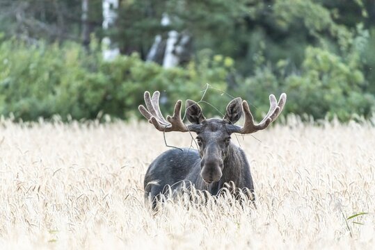 A bull elk moose (Alces alces) with large antlers looks through a field of yellow wheat into a green forest, Eken&auml;s, V&auml;rmlands N&auml;s, V&auml;rmlands l&auml;n, Sweden