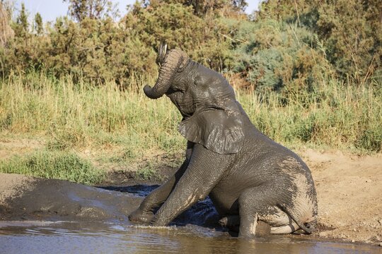 African Elephant (Loxodonta africana), so-called desert elephant, bull bathing in a water hole, Damaraland, Namibia