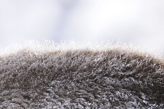 Close-up of frozen bison fur in a wintry environment, bison (Bos bonasus), Bavarian Forest National Park, Bavaria