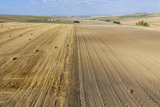 Bales of straw in cornfield after wheat harvest and cultivated young olive trees (Olea europaea), aerial view, drone shot, C&oacute;rdoba province, Andalusia, Spain