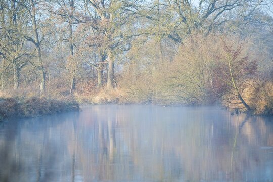 A misty river reflects trees, calm, autumnal atmosphere, peaceful scenery, river landscape with mist, calm water in autumn, waters, stream, river course, mysterious, mood, soft morning light, sunlight, autumn leaves, morning, English oak (Quercus robur), willow (Salix) and black alder (Alnus glutinosa), also black alder or red alder, cool and warm colours, mystical, landscape, pond, lake, nature, nature reserve, FFH area Ilmenau, L&uuml;neburg, Lower Saxony, Germany
