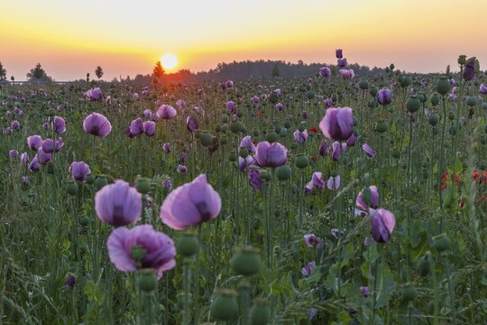 Blue poppy (Papaver somniferum) in a field near Callenberg at sunrise, Saxony, Germany