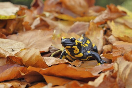 Fire salamander (Salamandra salamandra), in a beech forest on autumn leaves, autumn, Wilnsdorf, North Rhine-Westphalia, Germany