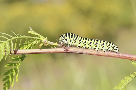 Swallowtail caterpillar (Papilio machaon), caterpillar sitting on wild carrot (Daucus carota), Trupbacher Heide nature reserve with heaths and lean grasslands, former military training ground, Siegerland, North Rhine-Westphalia, Germany