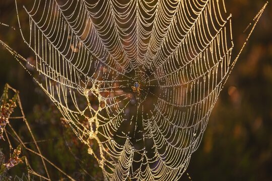 Cross spider in a dewdrop spider web with sundew in the L&uuml;neburg Heath at sunrise