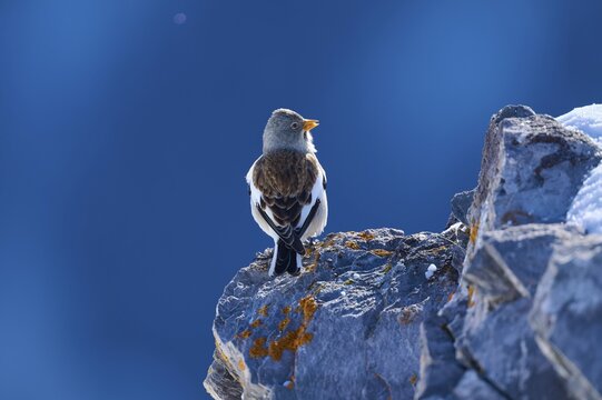 Snowfinch (Montifringilla nivalis), a bird sitting on a rock in front of a blue sky, Gemmi Pass, Leukerbad, Leuk, Valais, Switzerland