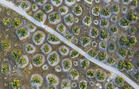 Cultivated olive trees (Olea europaea) and country lane, aerial view, drone shot, C&oacute;rdoba province, Andalusia, Spain