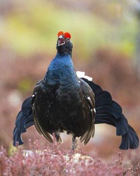 Black grouse (Lyrurus tetrix), black grouse courtship in Sweden, F&aring;gelsj&ouml;, G&auml;vleborgs l&auml;n, Sweden