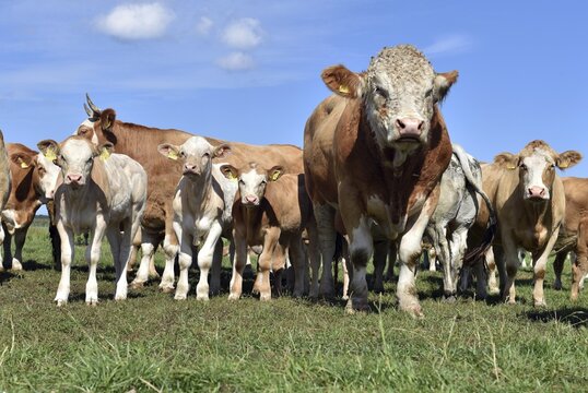 Cattle, on a pasture on the Prerower Strom on the Dar&szlig; peninsula, Mecklenburg-Western Pomerania, Germany