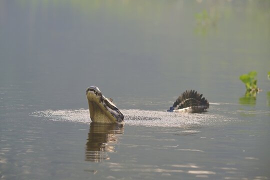 A caiman mating in the water, surrounded by a natural swamp idyll, spectacled caiman (Caiman yacare, Caiman crocodilus yacare), Pantanal, Mato Grosso, Brazil