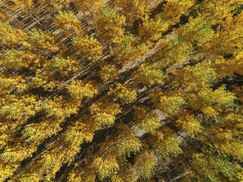 European Aspen (Populus tremula) in autumnal colours. Cultivated for timber. Aerial view. Drone shot. Granada province, Andalusia, Spain