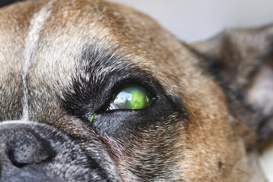 Close up of dog eye with injury and green liquid from medical fluorescein dye test to to detect corneal ulceration damage