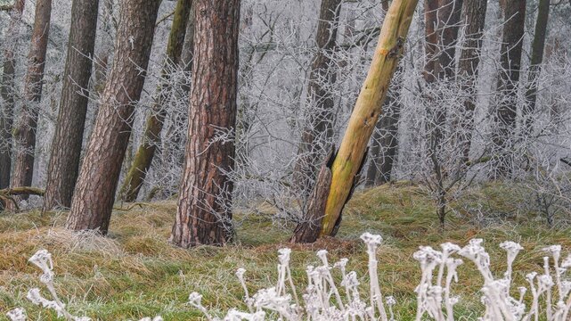 View of spruces frozen with hoarfrost in the forest, landscape photo, nature photo, flora, fauna, landscape format, trees, grasses, forest area, winter, snow, ice, frost, cold, season, cosy, Neustadt am R&uuml;benberge, Hanover region, Lower Saxony, Germany