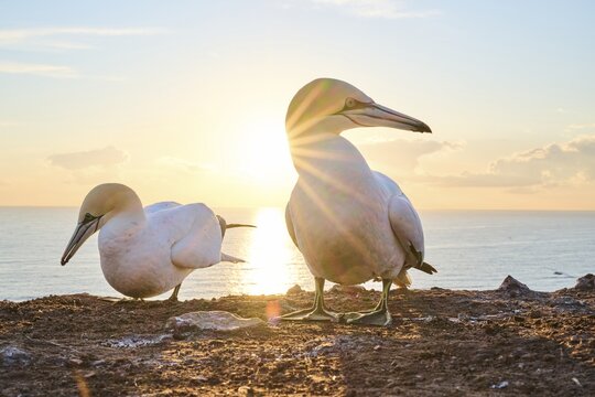 Northern gannet (Morus bassanus) standing on the cliff at sunset with the sea in the background, wildlife, Helgoland, Germany