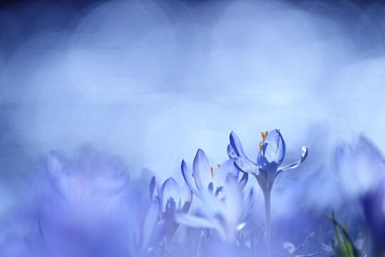 Crocus blossom with beautiful bokeh, early March, Germany