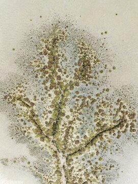 Abstract patterns at low tide in the marshland of the Nature Reserve La Bre&ntilde;a y Marismas del Barbate. Aerial view. Drone shot. C&aacute;diz province, Andalusia, Spain