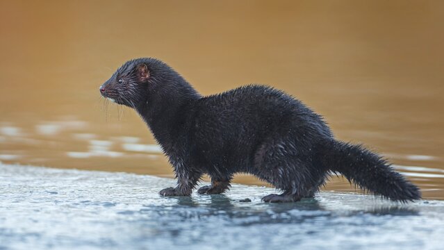 American Mink or Mink (Neogale vison) foraging in winter on ice on the water, Neozon, captive escapee from fur farm, Middle Elbe Biosphere Reserve, Saxony-Anhalt, Germany