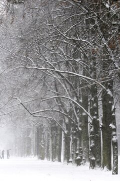 Avenue in winter, January, Germany