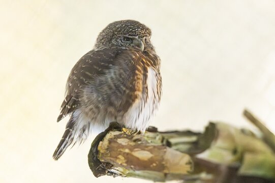 Eurasian pygmy owl (Glaucidium passerinum) sitting on a branch in winter, National Park Bavarian Forest, Bavaria, Germany