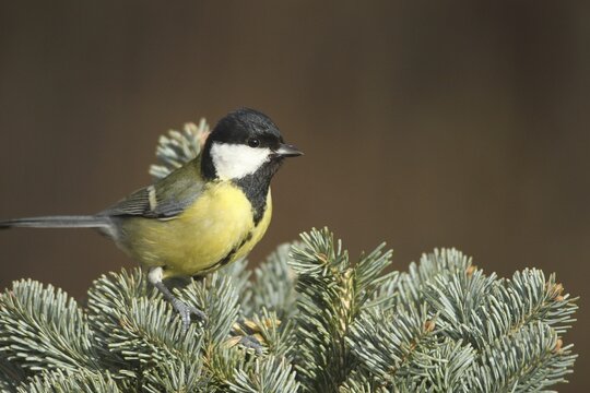 Great Tit (Parus major) Allg&auml;u, Bavaria, Germany, Allg&auml;u, Bavaria, Germany