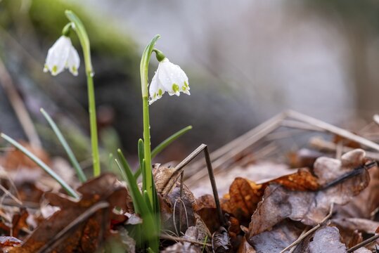 Two spring snowflakes (Leucojum vernum) sprouting through foliage in the spring forest, showing the awakening of nature in spring, M&uuml;nsterland, North Rhine-Westphalia, Germany