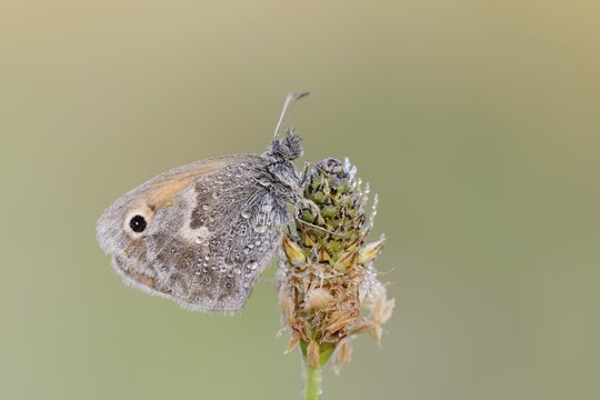 Small heath or small hay butterfly (Coenonympha pamphilus) with dewdrops, North Rhine-Westphalia, Germany