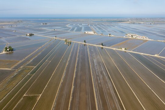 Flooded rice fields in May, aerial view, drone shot, Ebro Delta Nature Reserve, Tarragona province, Catalonia, Spain
